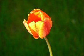 lone tulip on blurred green background