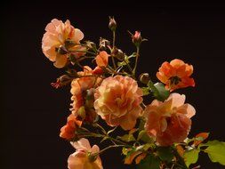 Orange rose flowers
