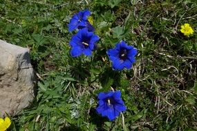 Gentian flowers blossom