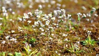 moss white flower