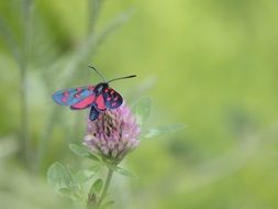 Black and red butterfly on a flower