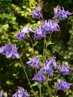 blue flowers, Aquilegia