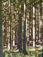 forest in the glare of light and shadow