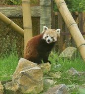 red panda on the stones in zoo