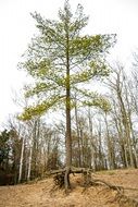 Green tree roods in forest