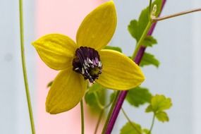 yellow clematis flower