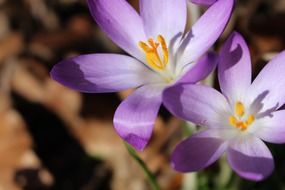 terrific crocus purple plant