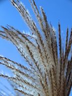 closeup of a reed plant