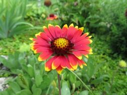 terrific gerbera flower