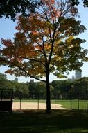 tree in Central park, US