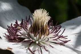 Close-up of a clematis