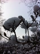 fluffy snow on a plant in winter