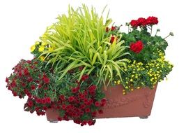 blooming plants in flower box
