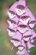 purple spring flower on blurred background