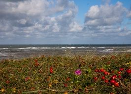 flora of the coast of north sea in holland