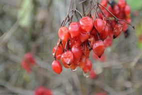 withered red rowan berries