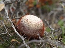 melocactus