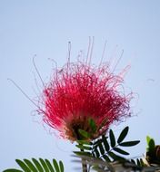 red metrosideros excelsa flower in New Zealand