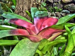 jungle plant