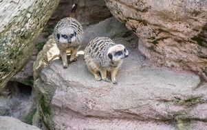 meerkat nature cute