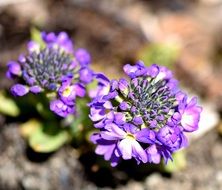 terrific drumstick plant