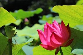 red lotus on green leaves background