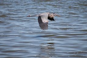 great heron in flight above the water
