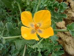 yellow flower in a meadow in nature