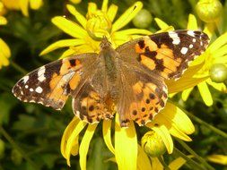 color butterfly on yellow flower close up