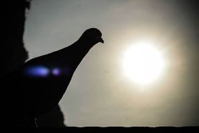 shadow of bird against the sun