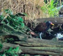 Jacana bird