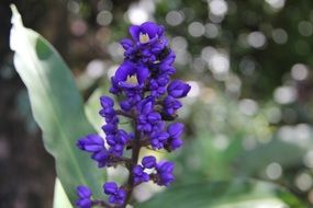 purple hawaiian flower