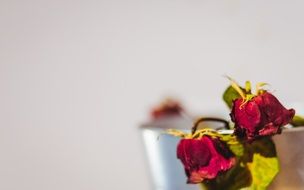 dry red roses in a vase