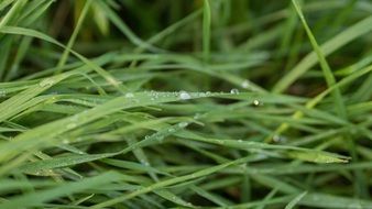 dew on green summer grass