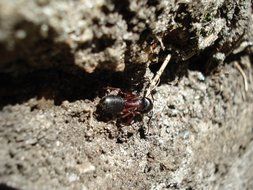 macro photo of ant on a stone