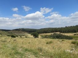 Landscape with the field and forest on the horizon