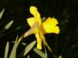 Side view of the yellow daffodil on the stalk