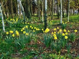Yellow daffodils in spring time