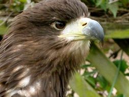 portrait of a young eagle