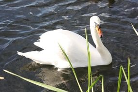 the white swan is swimming in still water lake