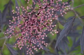 early berries of elderberry close-up on blurred background