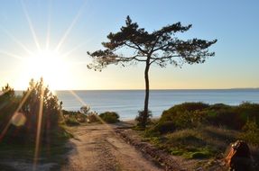 tree on the ocean coast