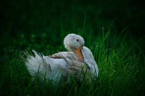 extraordinarily beautiful white duck