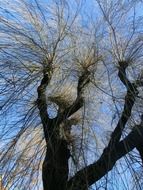 weeping willow on the pasture