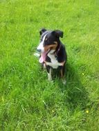 spotted dog in a green meadow