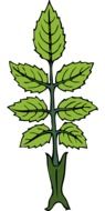 graphic image of green mint leaf