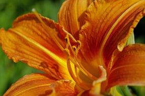 orange lily close-up