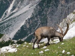 extraordinarily beautiful mountain goat