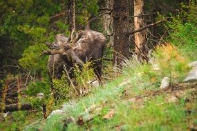 moose calf young animal wildlife