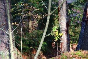a forest windbreak